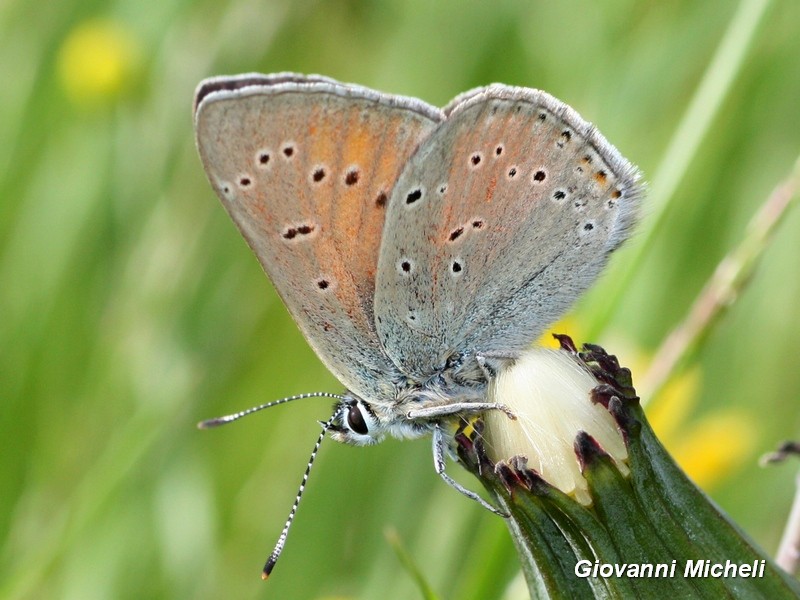 Lycaena eurydame? S